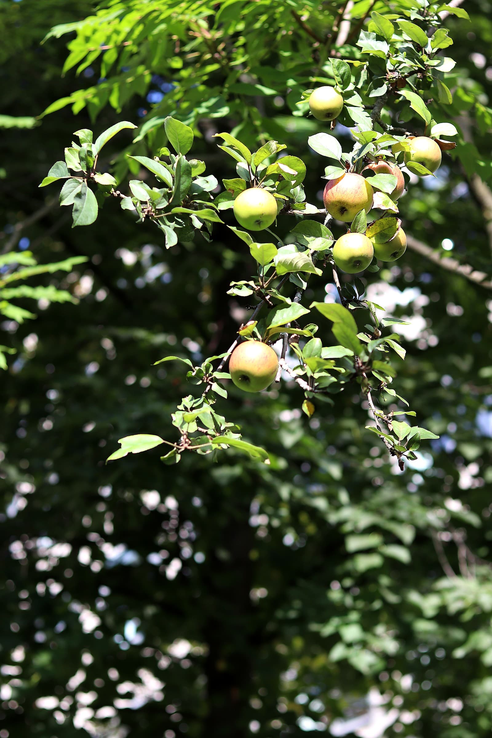 Sofiane Affes - Photo 9